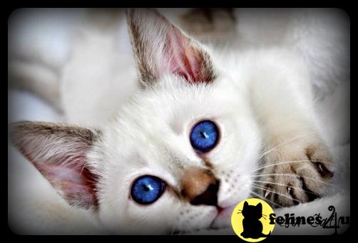 tresorcats Picture 2